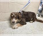 Small Australian Shepherd-Tibetan Terrier Mix