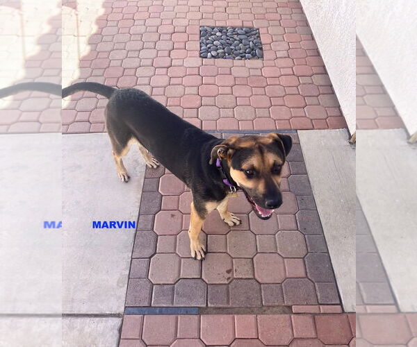 Medium Photo #1 Mutt Puppy For Sale in Woodland Hills, CA, USA