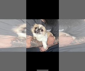 Pekingese Puppy for sale in JACKSON SPRINGS, NC, USA