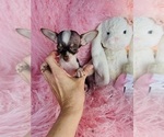 Small #13 Chihuahua