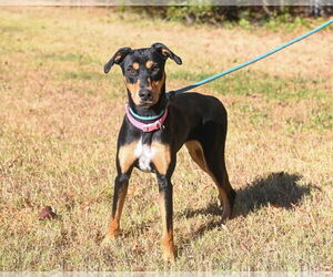 Doberman Pinscher Dogs for adoption in Glen Allen, VA, USA