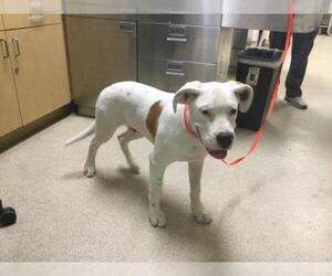 Mutt Dogs for adoption in Riverside, CA, USA