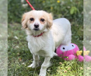 Chihuahua Dogs for adoption in Yardley, PA, USA