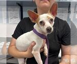 Small #2 Chihuahua Mix