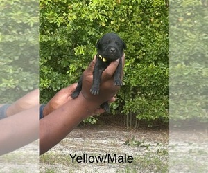 Medium Labrador Retriever