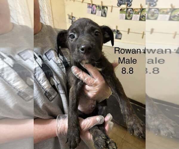 Medium Photo #1 Australian Shepherd-Boxer Mix Puppy For Sale in Aurora, IN, USA