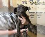 Johnson Rs : Rowan - Male Australian Shepherd-Boxer Mix Dog for Adoption - Small photo