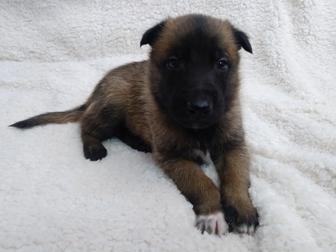 Medium Photo #1 Belgian Malinois Puppy For Sale in CORNING, CA, USA