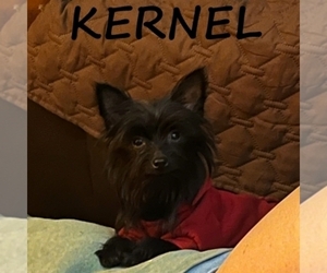 YorkiePoo Puppy for sale in HARTLAND, MN, USA