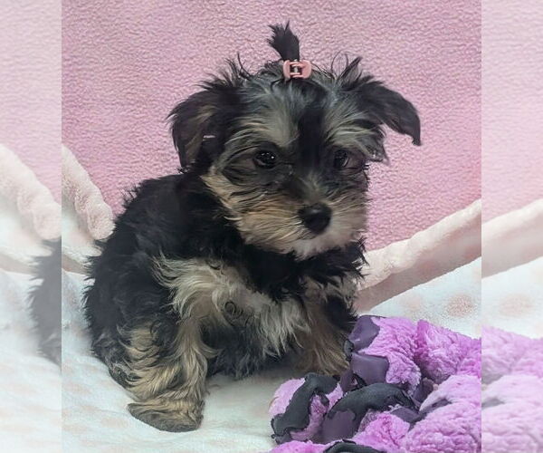 Medium Photo #1 Maltese-Unknown Mix Puppy For Sale in Bon Carbo, CO, USA