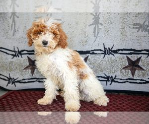 Cavapoo Litter for sale in NEWMANSTOWN, PA, USA