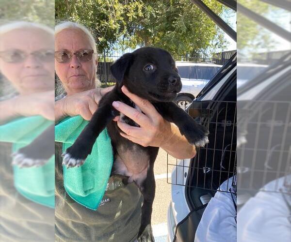 Medium Photo #1 German Shepherd Dog-Unknown Mix Puppy For Sale in Stockton, CA, USA