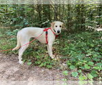 Small #5 Labrador Retriever Mix