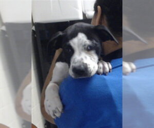 Mutt Dogs for adoption in Fayetteville, NC, USA