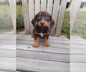 Chiweenie Puppy for sale in CANTON, GA, USA