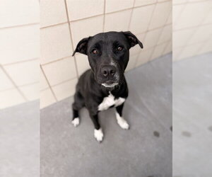 Labrador Retriever-Unknown Mix Dogs for adoption in Corpus Christi, TX, USA