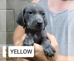 Small Photo #1 Weimaraner Puppy For Sale in BERESFORD, SD, USA