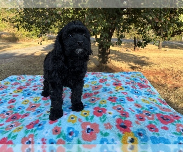 Medium Photo #4 Aussiedoodle Miniature  Puppy For Sale in OKLAHOMA CITY, OK, USA