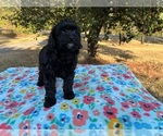 Small Photo #4 Aussiedoodle Miniature  Puppy For Sale in OKLAHOMA CITY, OK, USA