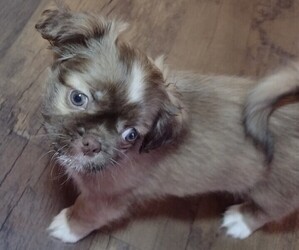 Shiranian Puppy for sale in LIMA, OH, USA