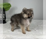 Small Photo #4 Pomeranian Puppy For Sale in FRANKLIN, IN, USA