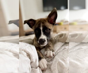 Jack - Male Mutt Dog for Adoption - Photo #3