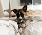 Small Photo #3 Mutt Puppy For Sale in Royal Palm Beach, FL, USA