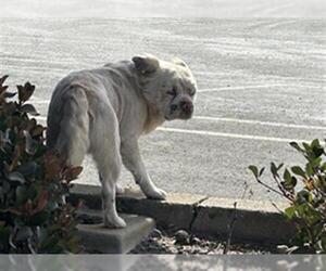 American Pit Bull Terrier-Bulldog Mix Dogs for adoption in Martinez, CA, USA
