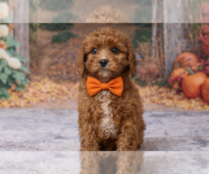 Cavapoo (Miniature) Puppy for Sale in DUNDEE, Ohio USA