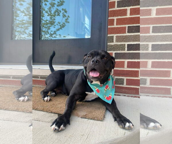 Medium Photo #14 Bulldog-Unknown Mix Puppy For Sale in Germantown, OH, USA