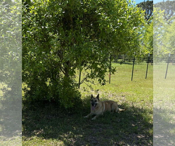 Medium Photo #14 German Shepherd Dog Puppy For Sale in LOGANVILLE, GA, USA