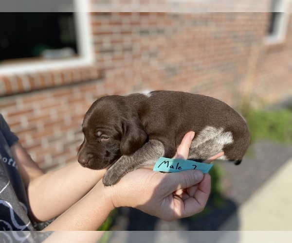 Medium Photo #1 German Shorthaired Pointer Puppy For Sale in BATESVILLE, IN, USA