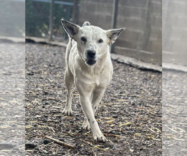 Medium Photo #1 Mutt Puppy For Sale in Las Vegas, NM, USA