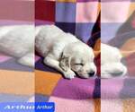 Small Photo #29 Golden Retriever Puppy For Sale in AIKEN, SC, USA