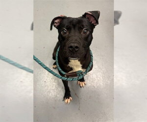 Labrador Retriever-Unknown Mix Dogs for adoption in Peoria, IL, USA