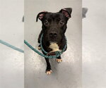 Small Labrador Retriever Mix