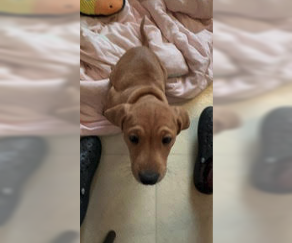 Medium Photo #2 Mutt Puppy For Sale in Plainfield, IL, USA