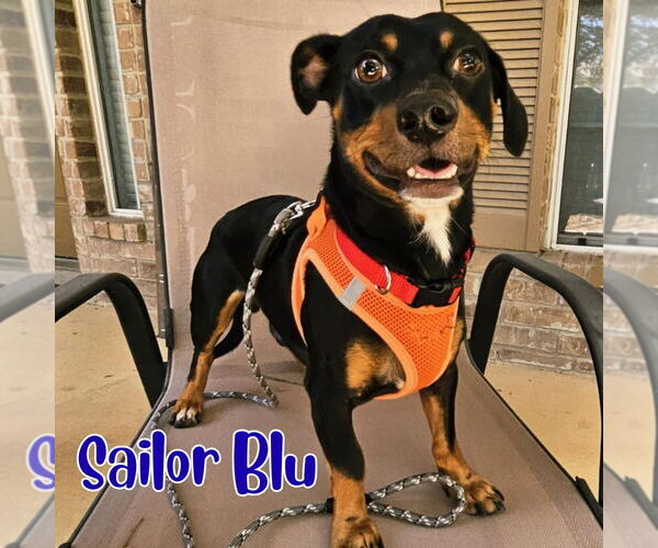 Medium Photo #17 Dachshund Puppy For Sale in San Antonio, TX, USA