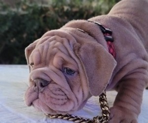English Bulldog Puppy for sale in POPLAR, CA, USA
