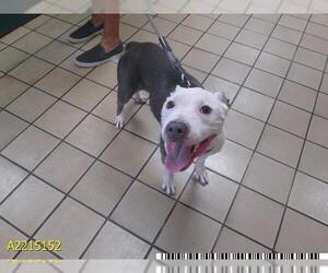 American Pit Bull Terrier Dogs for adoption in West Palm Beach, FL, USA