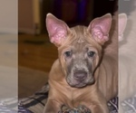 Small #19 Thai Ridgeback