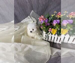 Miniature Spitz Puppy for sale in MOUNT CLEMENS, MI, USA