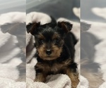 Small Photo #1 Yorkshire Terrier Puppy For Sale in O FALLON, MO, USA