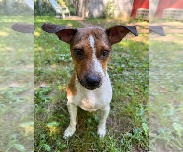 Medium Photo #1 Mutt Puppy For Sale in South Bend, IN, USA
