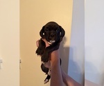 Puppy Puppy 4 Boxer