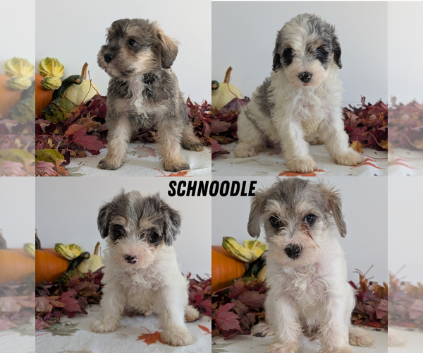 Medium Photo #1 Schnoodle (Miniature) Puppy For Sale in GOSHEN, IN, USA