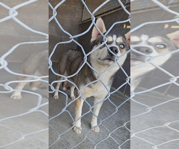 Medium Photo #2 Siberian Husky-Unknown Mix Puppy For Sale in Las Vegas, NM, USA