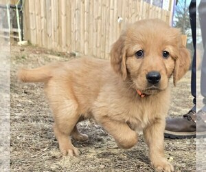 Golden Retriever Puppy for sale in HENDERSONVILLE, NC, USA