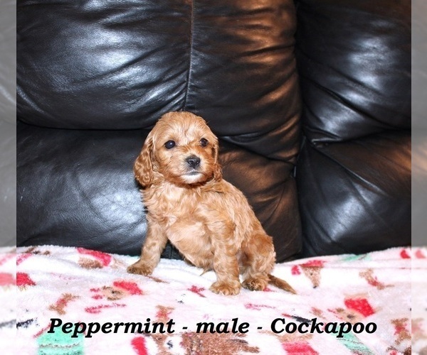 Medium Photo #6 Cockapoo (Miniature) Puppy For Sale in CLARKRANGE, TN, USA