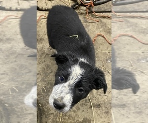 Border Collie Puppy for sale in POWERS, OR, USA